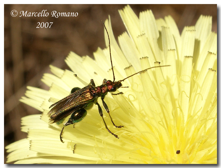 Oedemera barbara, fotografata al Bosco Angimb (Calatafimi)